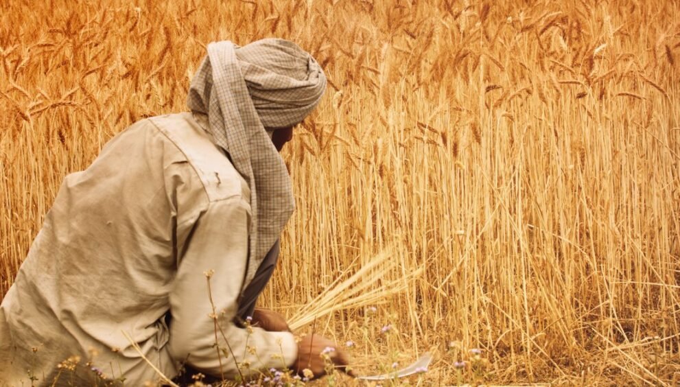 Shree Greenies - Daily Invest Scheme in Padrauna